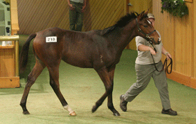 Lot-218 - Galileo x Liberty Song